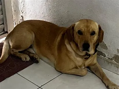Cachorro raça SRD-ViraLata idade 6 ou mais anos nome Luck