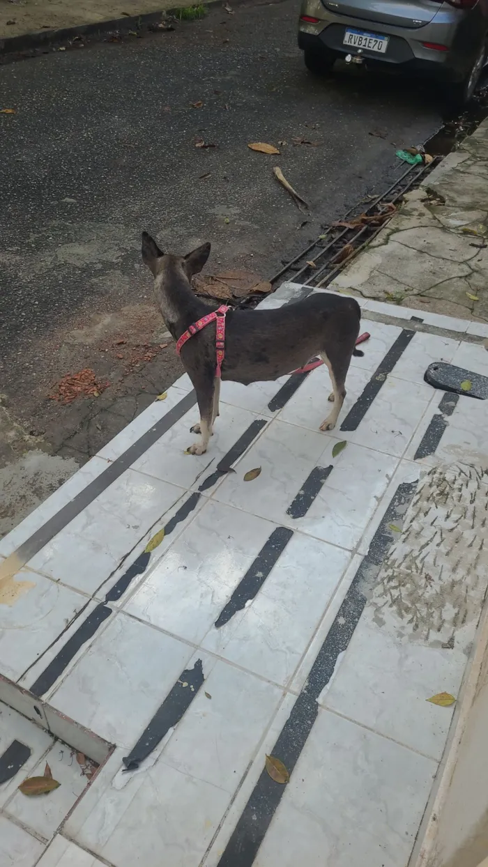 Cachorro raça SRD-ViraLata idade 3 anos nome Não sei