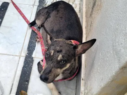 Cachorro raça SRD-ViraLata idade 3 anos nome Não sei