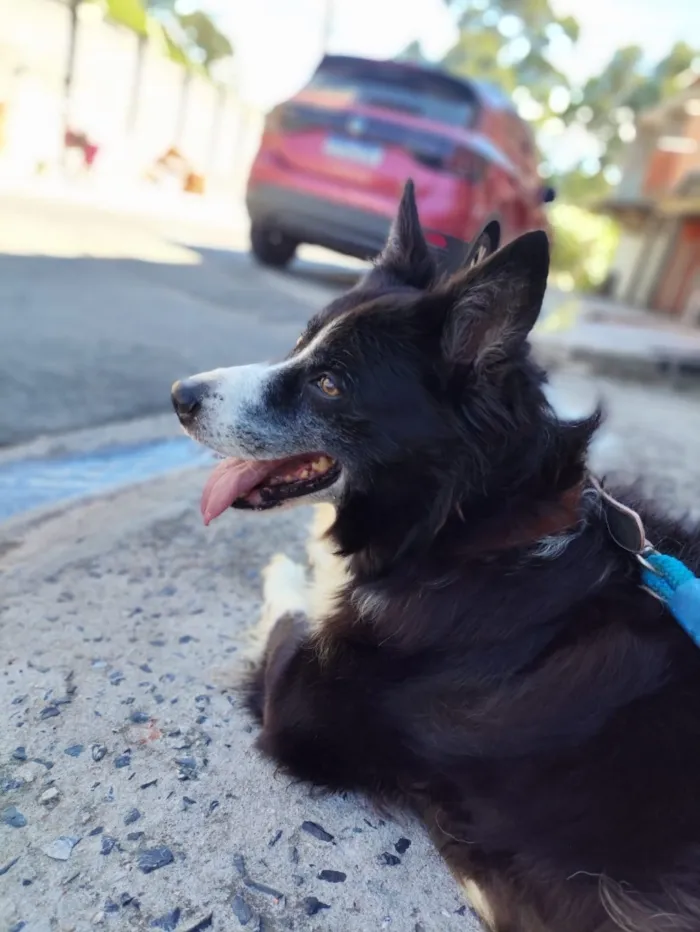 Cachorro raça SRD-ViraLata idade 6 ou mais anos nome Donnie