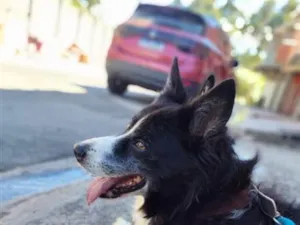 Cachorro raça SRD-ViraLata idade 6 ou mais anos nome Donnie