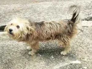 Cachorro raça SRD-ViraLata idade 6 ou mais anos nome betove