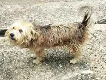 Cachorro raça SRD-ViraLata idade 6 ou mais anos nome betove