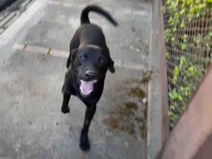 Cachorro raça SRD-ViraLata idade 1 ano nome Não tem nome está na rua