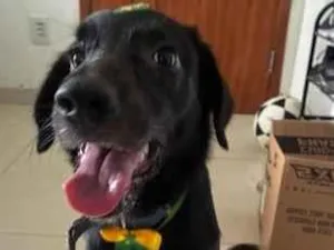 Cachorro raça SRD-ViraLata idade 7 a 11 meses nome jack