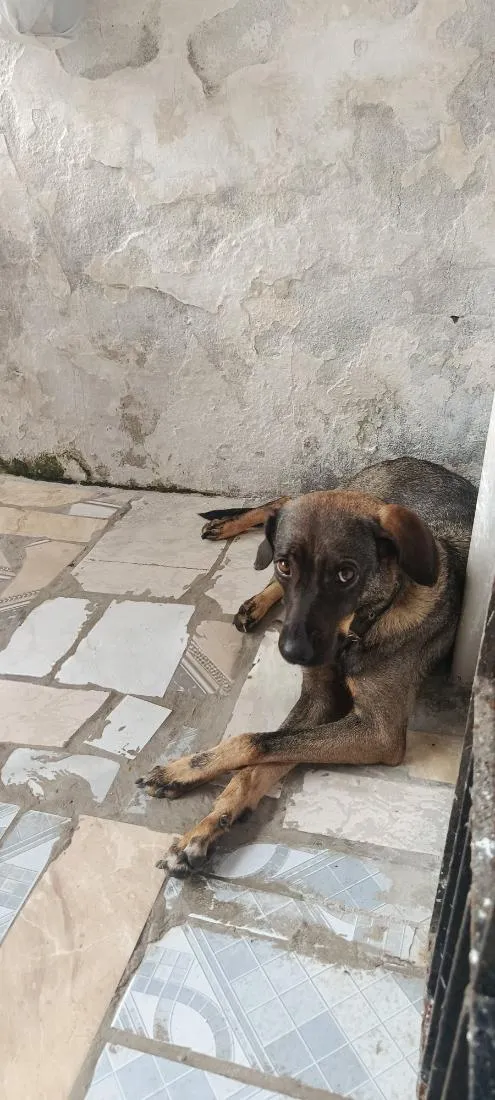 Cachorro raça SRD-ViraLata idade 2 anos nome Labibe