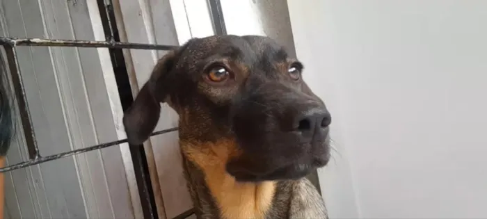 Cachorro raça SRD-ViraLata idade 2 anos nome Labibe