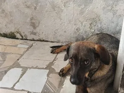 Cachorro raça SRD-ViraLata idade 2 anos nome Labibe
