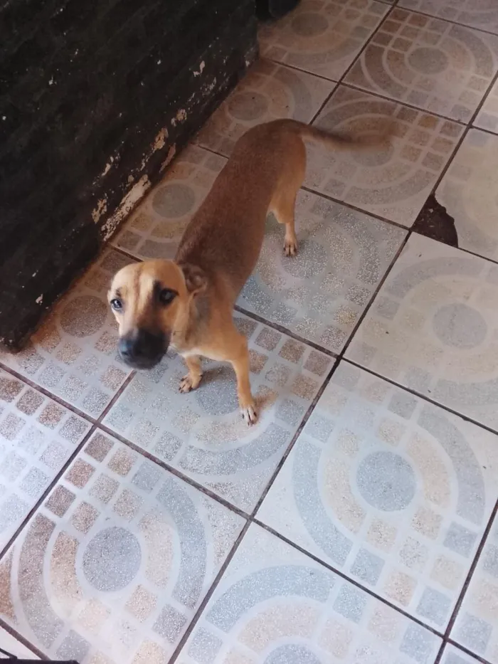 Cachorro raça SRD-ViraLata idade 7 a 11 meses nome não tem nome 