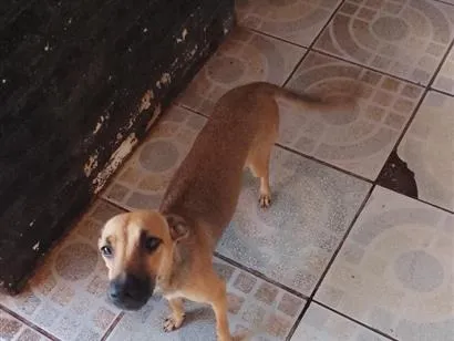 Cachorro raça SRD-ViraLata idade 7 a 11 meses nome não tem nome 