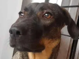 Cachorro raça SRD-ViraLata idade 2 anos nome Labibe