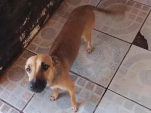 Cachorro raça SRD-ViraLata idade 7 a 11 meses nome não tem nome 