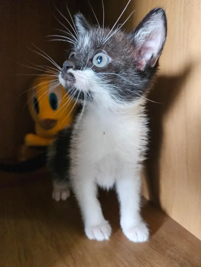 Gato raça SRD-ViraLata idade 2 a 6 meses nome Du e Edu