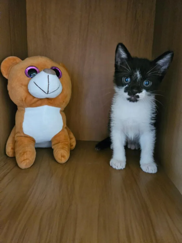 Gato raça SRD-ViraLata idade 2 a 6 meses nome Du e Edu
