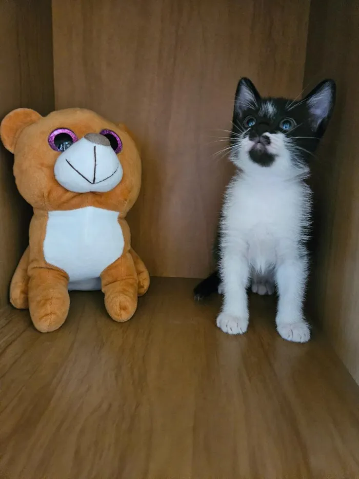 Gato raça SRD-ViraLata idade 2 a 6 meses nome Du e Edu