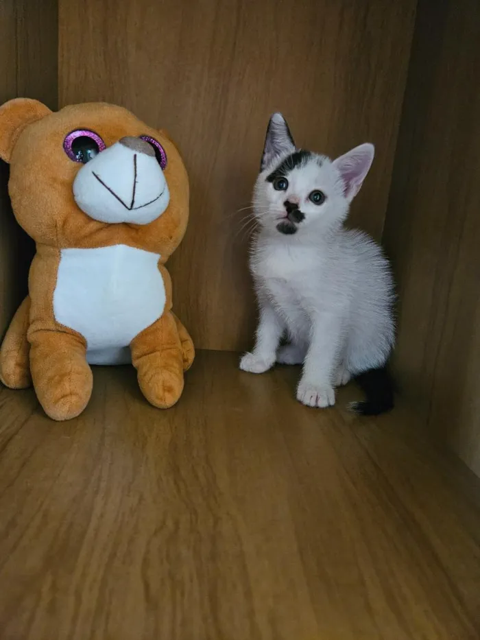 Gato raça SRD-ViraLata idade 2 a 6 meses nome Du e Edu