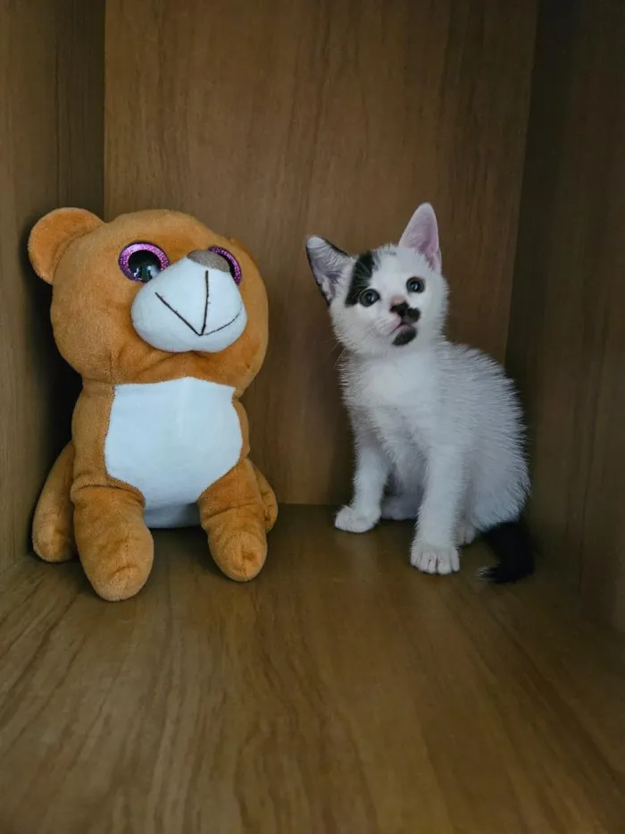 Gato raça SRD-ViraLata idade 2 a 6 meses nome Du e Edu
