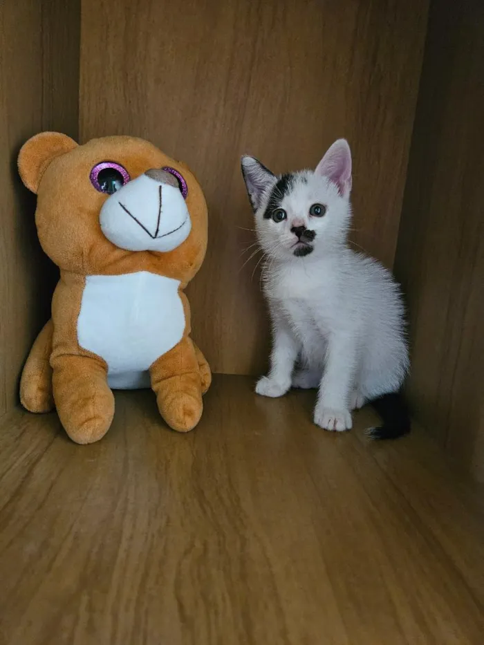 Gato raça SRD-ViraLata idade 2 a 6 meses nome Du e Edu