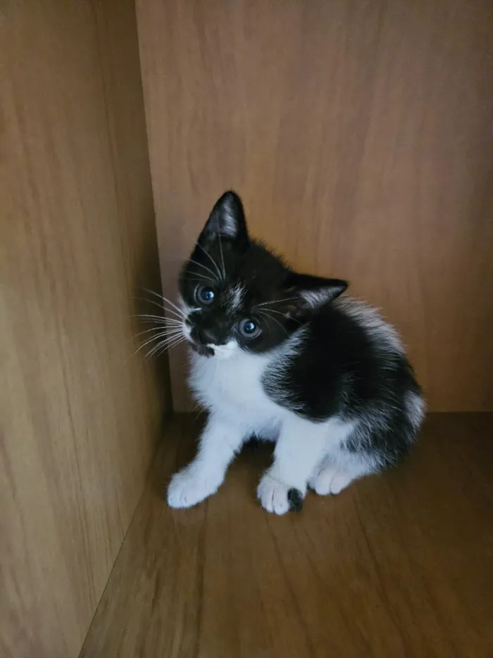 Gato raça SRD-ViraLata idade 2 a 6 meses nome Du e Edu