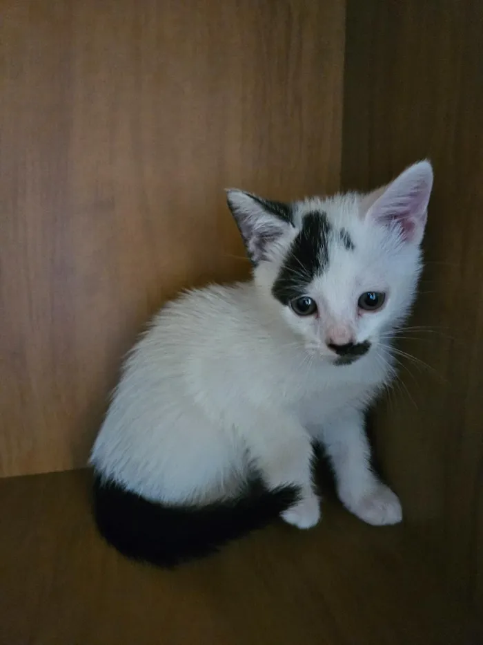 Gato raça SRD-ViraLata idade 2 a 6 meses nome Du e Edu