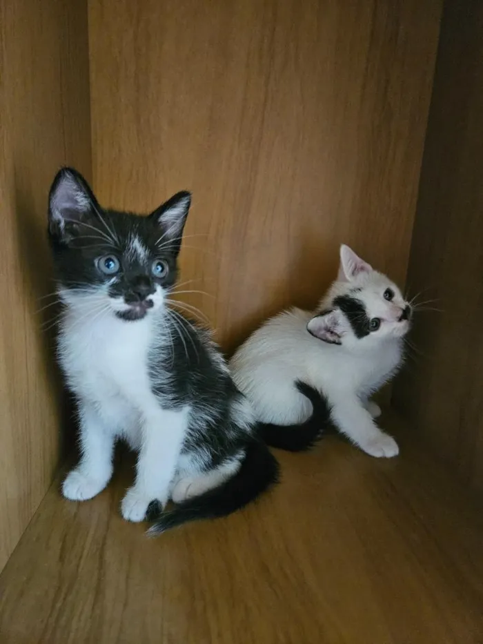 Gato raça SRD-ViraLata idade 2 a 6 meses nome Du e Edu
