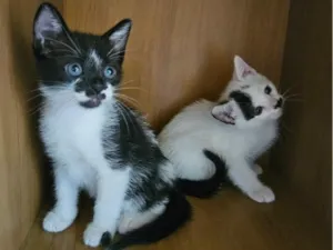 Gato raça SRD-ViraLata idade 2 a 6 meses nome Du e Edu