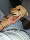 amora
