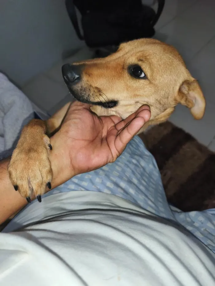 Cachorro raça SRD-ViraLata idade 2 a 6 meses nome amora