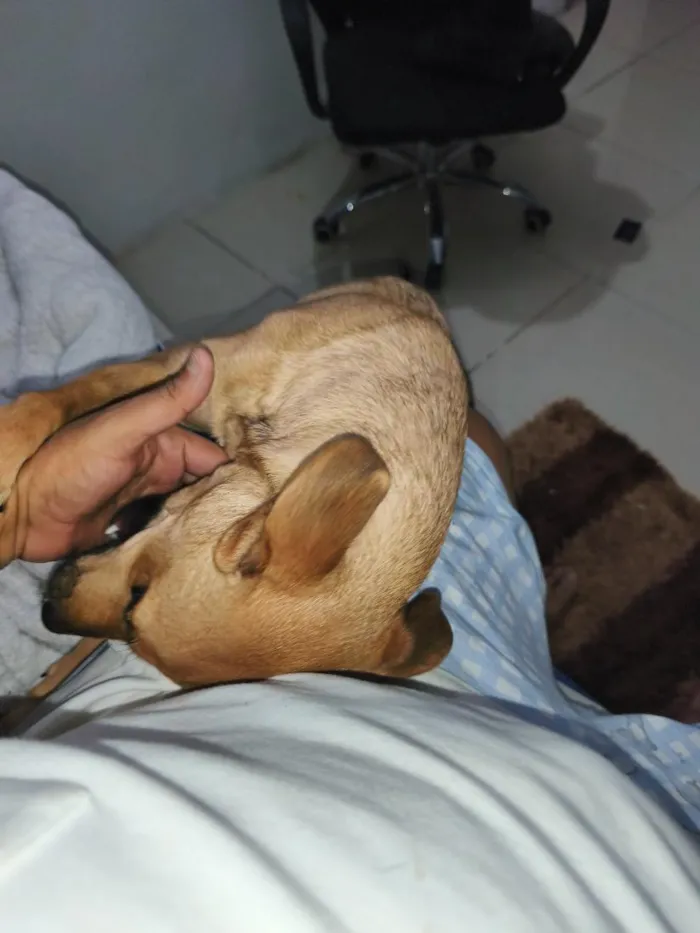 Cachorro raça SRD-ViraLata idade 2 a 6 meses nome amora