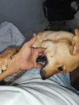 amora