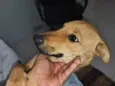 amora