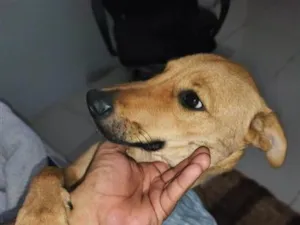 Cachorro raça SRD-ViraLata idade 2 a 6 meses nome amora