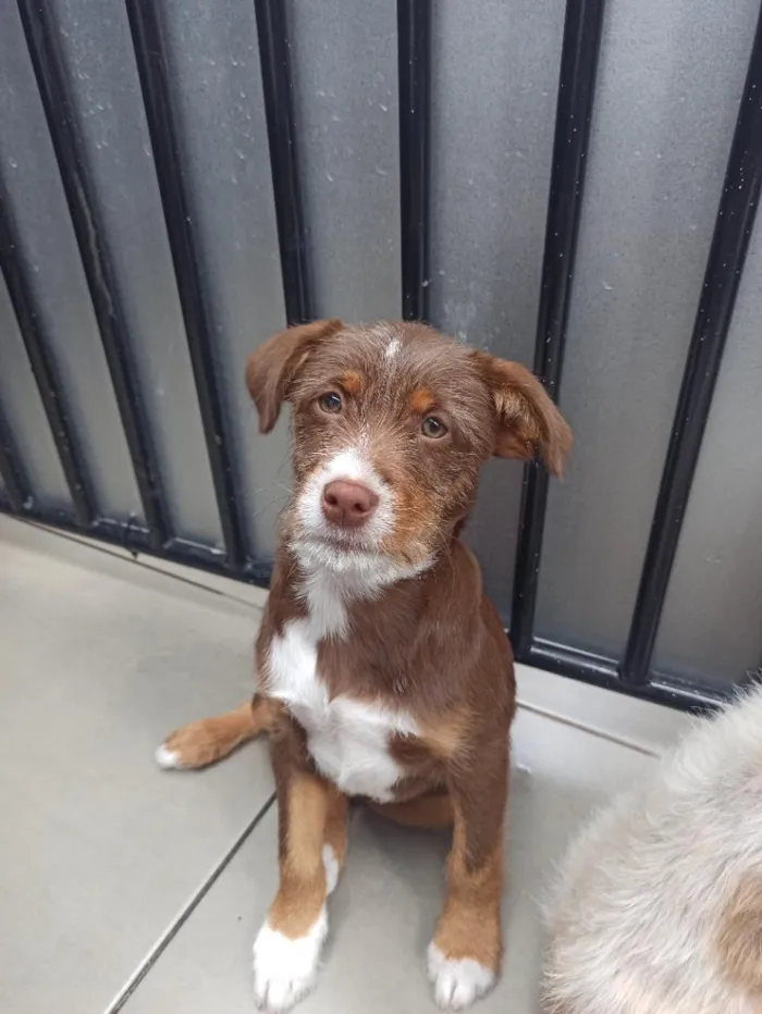 Cachorro raça SRD-ViraLata idade 2 a 6 meses nome Nina