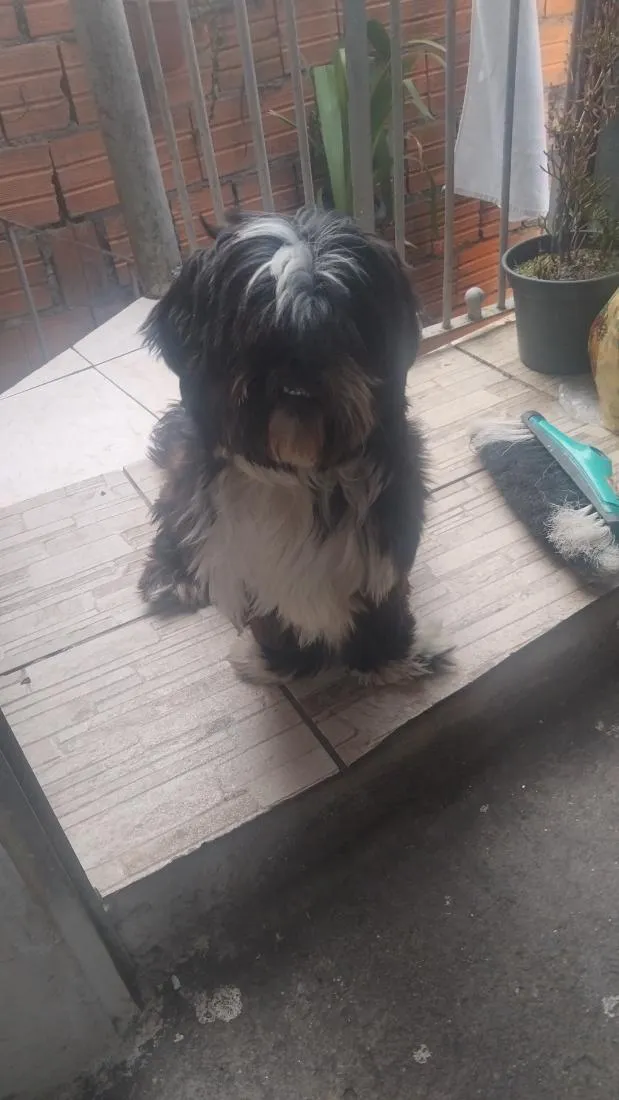 Cachorro raça Shitzu idade 1 ano nome Sansão 