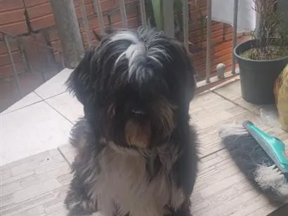 Cachorro raça Shitzu idade 1 ano nome Sansão 