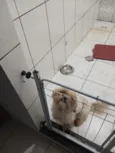 floquinho 