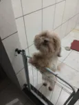 floquinho 