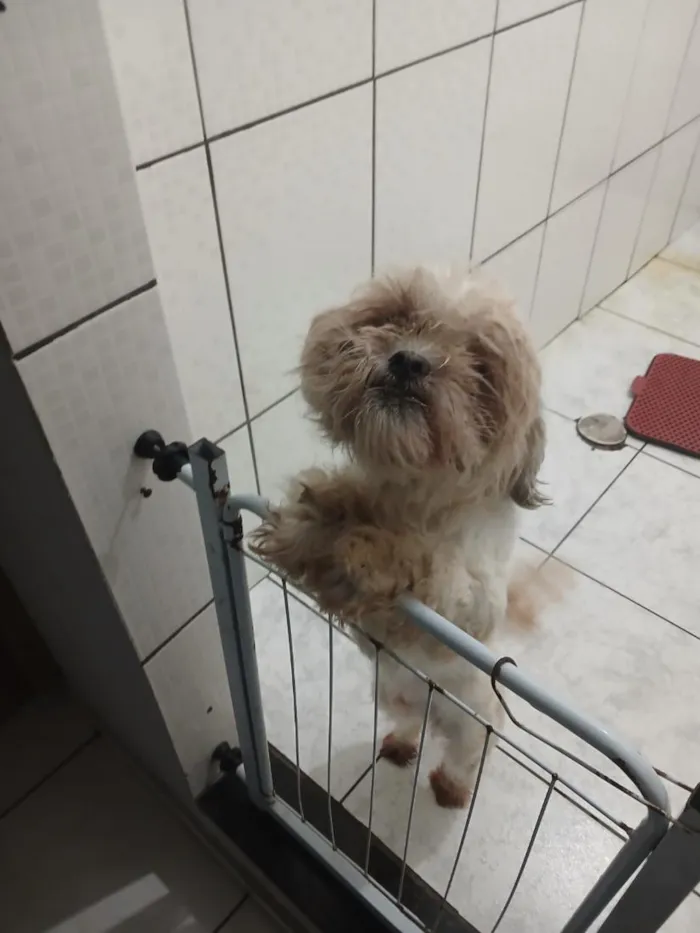 Cachorro raça Shitzu idade 1 ano nome floquinho 