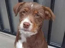 Cachorro raça SRD-ViraLata idade 2 a 6 meses nome Nina