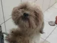 floquinho 