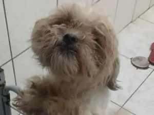 Cachorro raça Shitzu idade 1 ano nome floquinho 