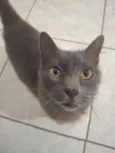 Maya