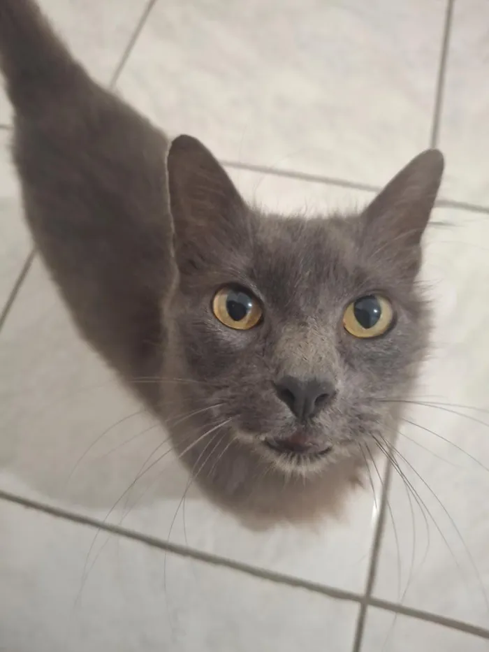 Gato raça SRD-ViraLata idade 2 anos nome Maya