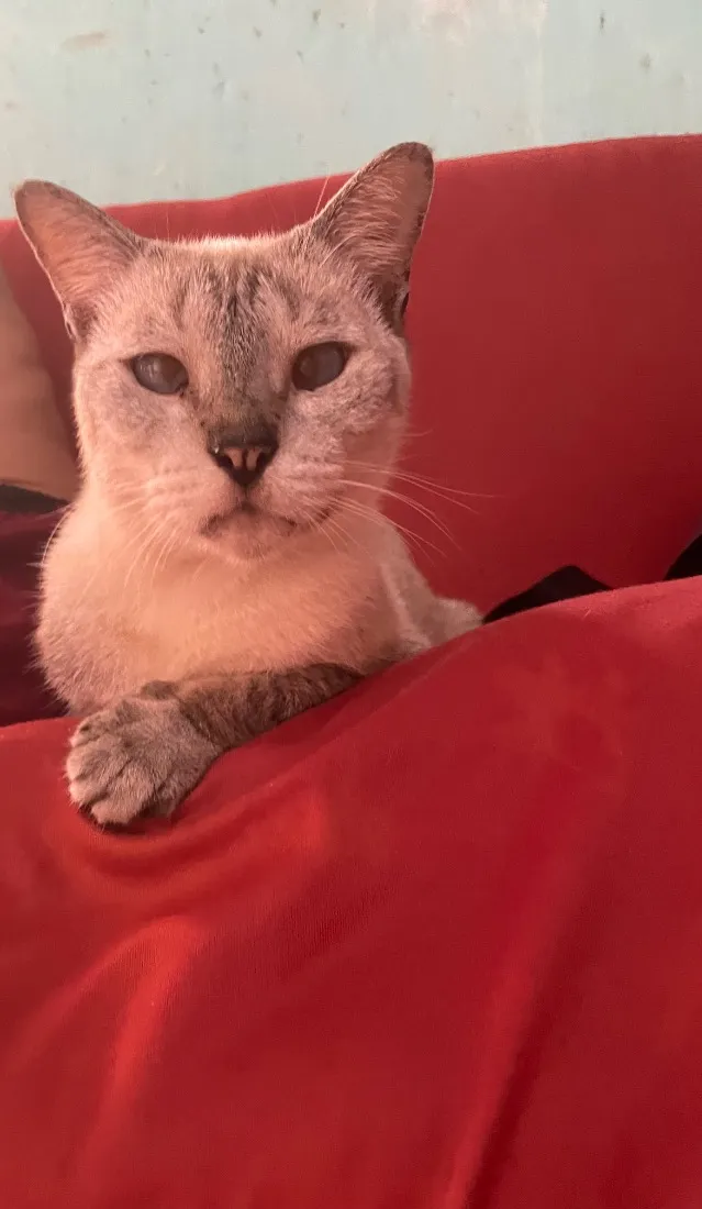 Gato raça SRD-ViraLata idade 2 anos nome Xaninha 