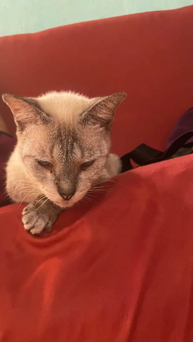Gato raça SRD-ViraLata idade 2 anos nome Xaninha 
