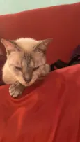 Xaninha