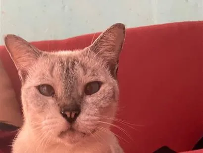 Gato raça SRD-ViraLata idade 2 anos nome Xaninha 
