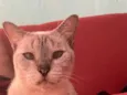 Xaninha