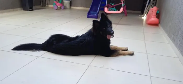 Cachorro raça Pastor Alemão idade 2 anos nome Raika