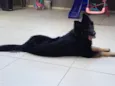 Raika